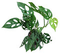 Swiss Cheese Philodendron